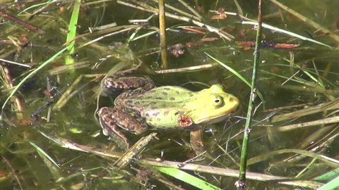 green frog croaking in spring lake water