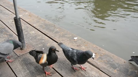 A flock of pigeons eating bread crumbs on wood floor at floating market