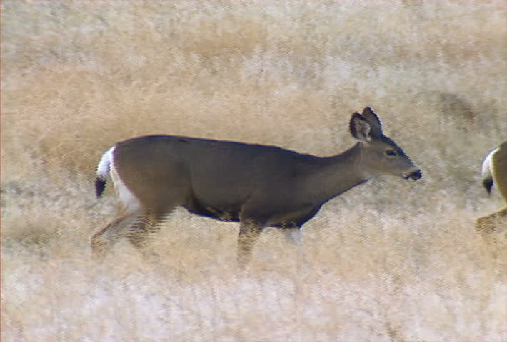 Deer walk through dry grass.