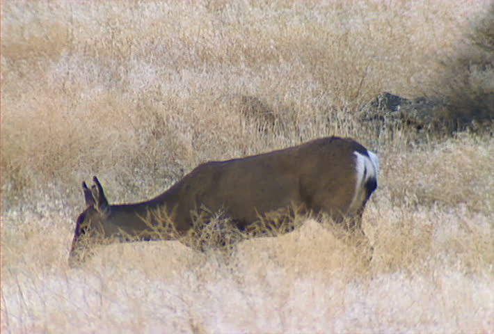 A deer grazing in dry grass.