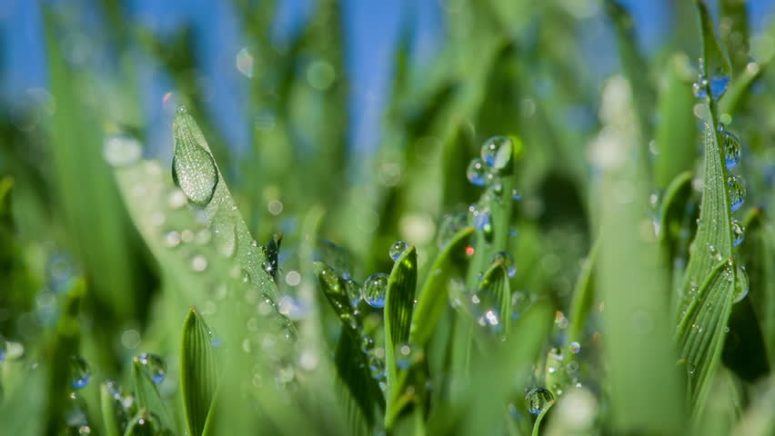 Grass Moving in the Wind Stock Footage Video (100% Royalty-free ...