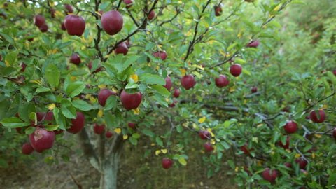 Apples Trees of Marpha, Mustang, Arkivvideomateriale (100 % royaltyfritt) 6164222 | Shutterstock