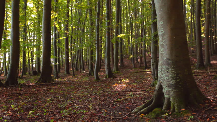 Big Beech Trees In A Forest With Foliage On The Ground - Rügen Island, Baltic Sea, Northern Germany