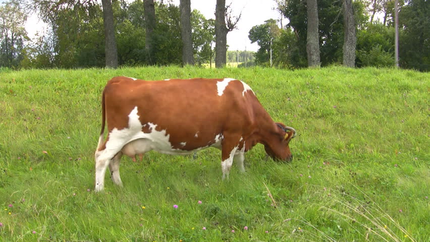 cow grazed on the meadow