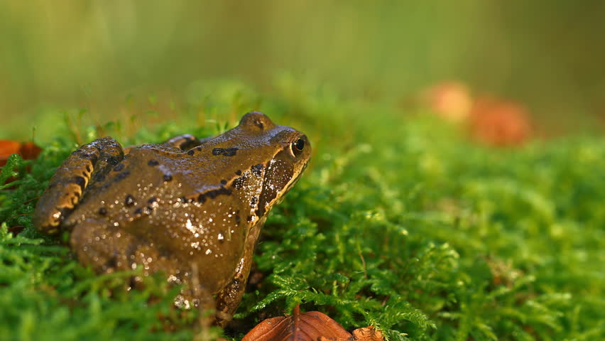 A German Frog On Moss Close Up - Baltic Sea, Northern Germany