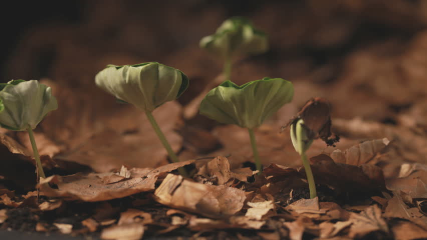 Timelapse Beech Trees Growing From Stock Footage Video 100 Royalty Free Shutterstock