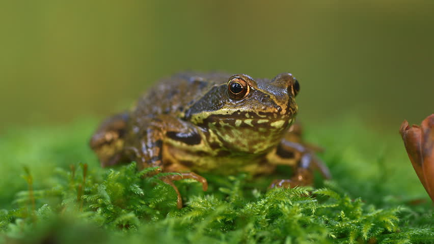 A German Frog Sitting On Moss And Jumping Away - Close Up  - Baltic Sea, Northern Germany