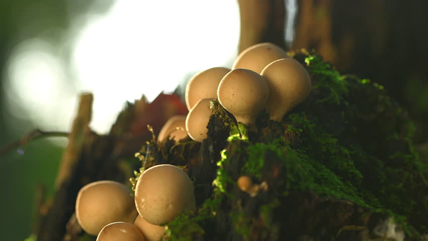 Close Up Of Mushrooms On A Tree Trunk  - Baltic Sea, Northern Germany