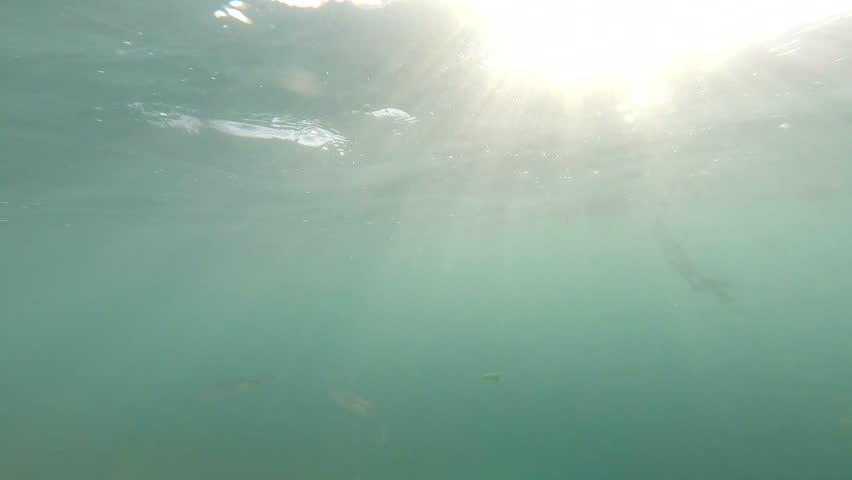 Squid Jigging, Underwater | Shutterstock HD Video #6175586