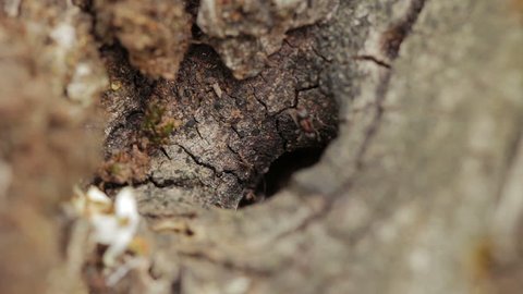 ant in an olive tree, anthill, ant heap, formicary