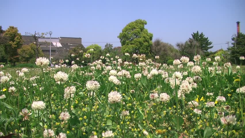 Nature trees end flowers vertigo effect.
