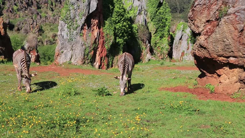 Wild Zebra feeding in the grassland plains of Lake Nakuru, Kenya, Africa.