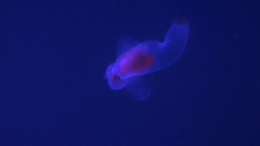 Sea angel