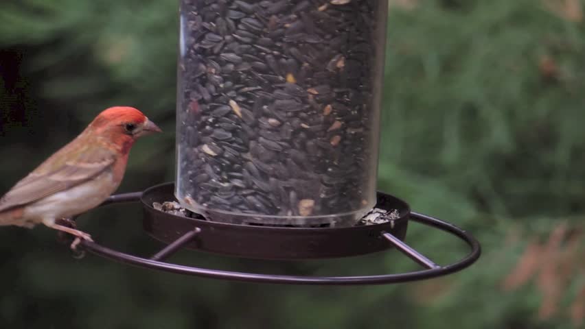 A House Finch (Carpodacus mexicanus) dines on sunflower seeds at a feeder in the forests of the Sierra foothills of Northern California.