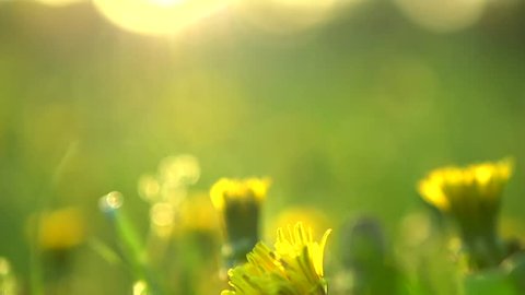 Spring field. Dandelion flowers closeup against sunset sky. Nature scene. Slow motion 1080 full HD video footage. High speed camera shot