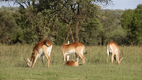 Two male red lechwe antelopes (Kobus leche) grazing in natural habitat, southern Africa