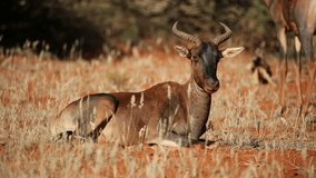 Tsessebe antelope (Damaliscus lunatus) ruminating while resting on the ground, South Africa