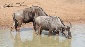 Two blue wildebeest (Connochaetes taurinus), drinking at a waterhole, Mkuze game reserve, South Africa