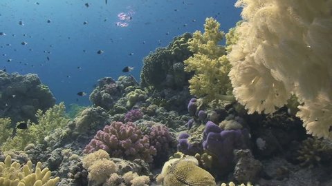 Pristine coral reef scene. Red Sea, Egypt.
