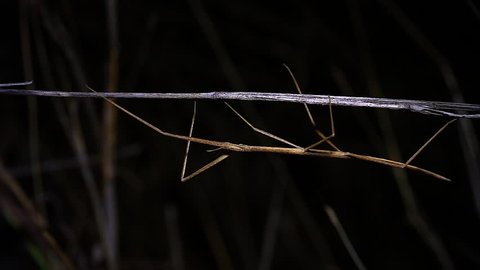 Stick Insect (Phasmida / Phasmatoptera) reveals perfect camouflage by walking along a twig at night in Bandhavgarh, India. Phylum: Arthropoda Class: Insecta Superorder: Exopterygota Order: Phasmatodea