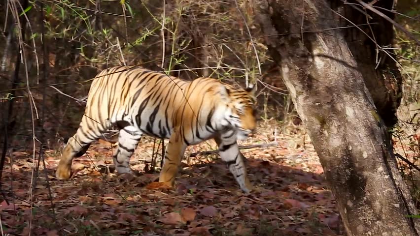 bandhavgarh safari price