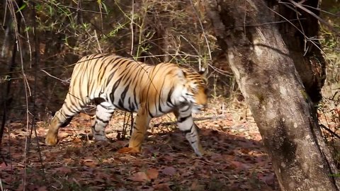 Extremely rare footage of WILD Bengal Tigress (Panthera tigris) walking in the forests of Bandhavgarh, India. The largest of cats, this endangered species is notoriously elusive & difficult to film.