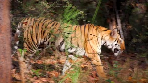 Extremely rare footage of WILD Bengal Tigress (Panthera tigris) walking in the forests of Bandhavgarh, India. The largest of cats, this endangered species is notoriously elusive & difficult to film.
