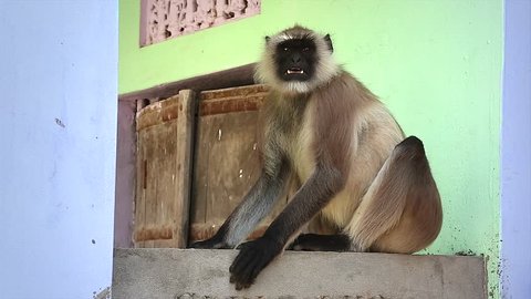 The Gray or Hanuman Langur Monkey (Semnopithecus) has become a nuisance species, a pest around villages. Here a large male sits outside of a village classroom & bares its teeth.