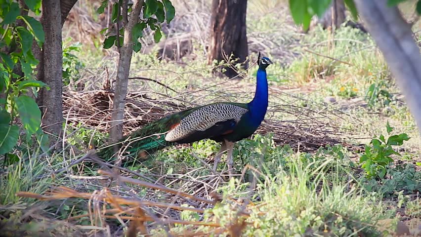 A Wild Male Indian Peacock Stock Footage Video 100