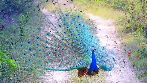 A WILD male Indian Peacock (Pavo cristatus) in breeding condition displays to attract a mate and defend territory in Jim Corbett National Park, Ramnagar, India. AKA Indian or Blue Peafowl.