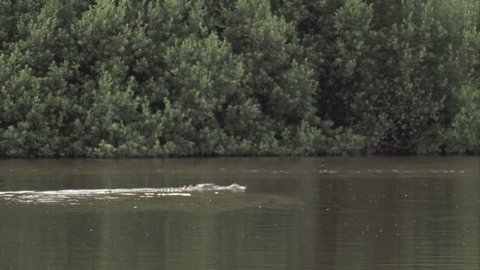 croc swimming right to left in mangrove river