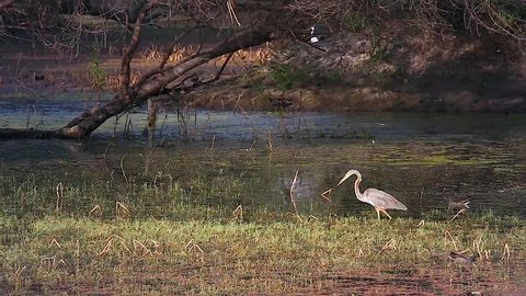 A Heron strikes at a fish and then flies off in Bharatpur, India. This is Keoladeo Ghana National Park, a bird sanctuary and World Heritage Site in Rajasthan.