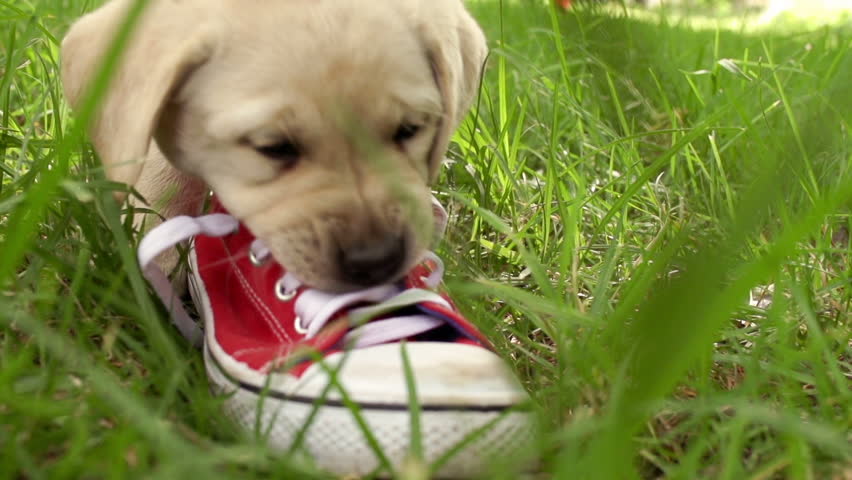 Shoe bite. Puppy Play adidas.