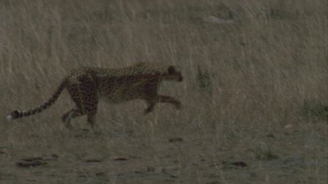 slow motion shot of a cheetah running