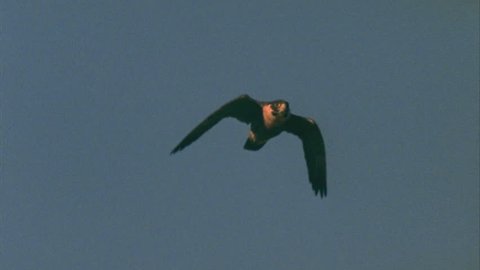 A falcon flies against a blue sky in Australia