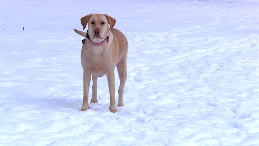 A yellow Labrador runs toward the camera in the snow.  Slow motion.