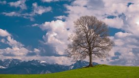 moving clouds behind single tree and alps mountains as time lapse