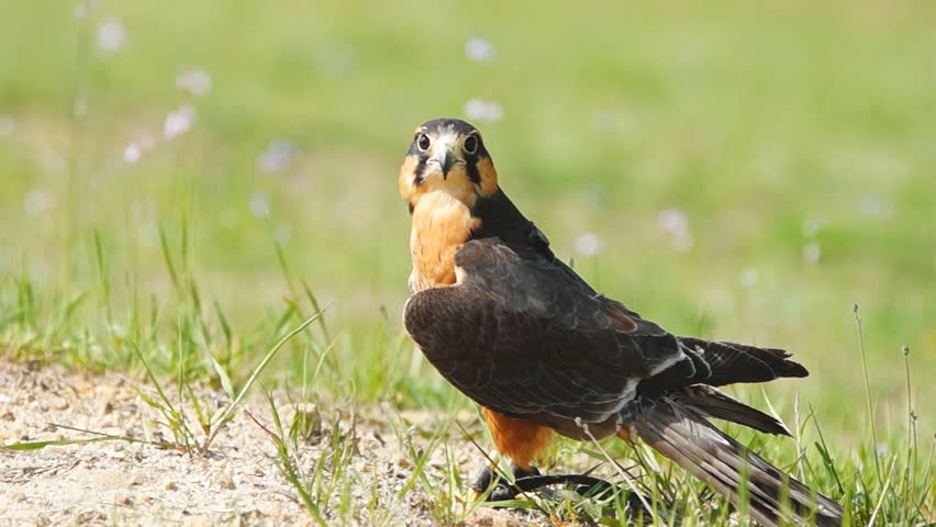 Aplomado Falcon (Falco femoralis) is an endangered species in the United States, smaller than a Peregrine Falcon. This Falcon is wearing a solar powered GPs transmitter.