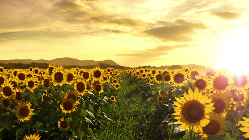 Walking thru a sunflower field on a sunset. Seamless Loop. Royalty-Free Stock Footage #6203627
