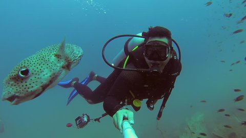 Diver takes selfie with Pufferfish underwater pov