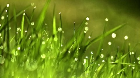 Morning dew on a young grass
