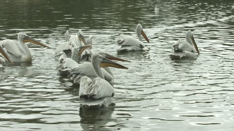 a group of pelicans eating fish, 4k