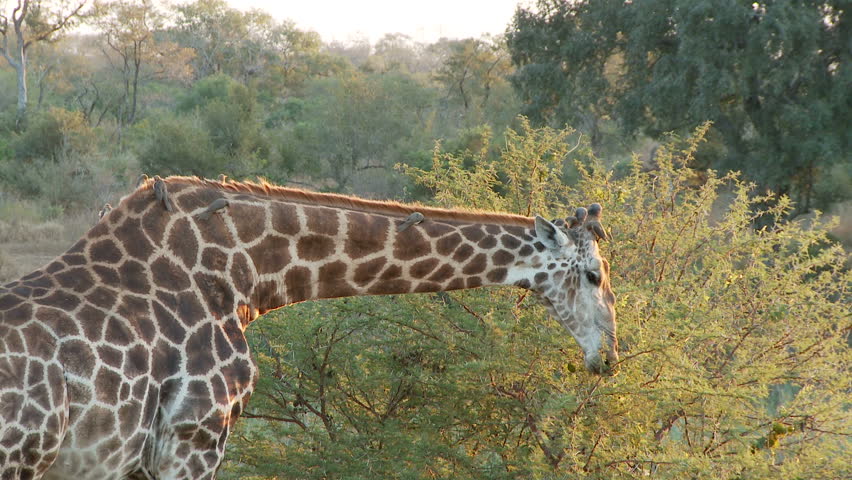 A giraffe feeds from a tree 