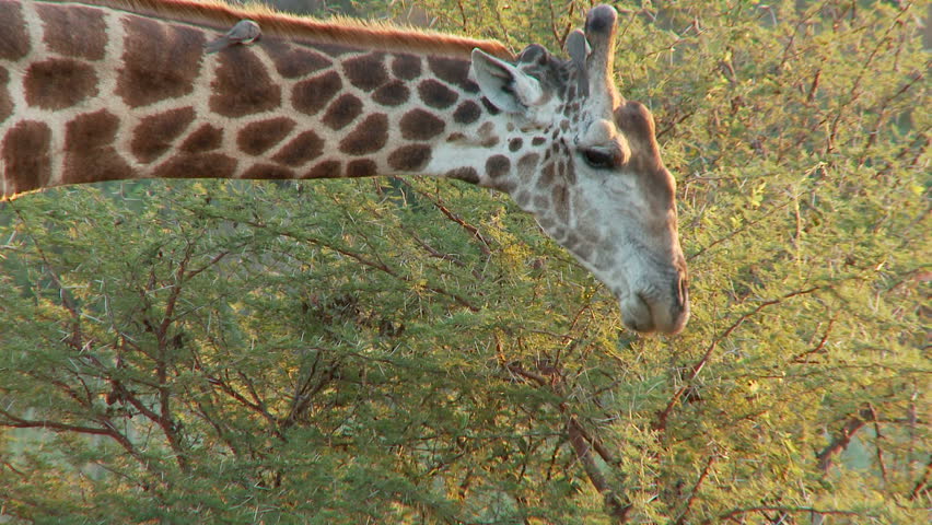 A giraffe feeds from a tree occasionally looking up before returning to feed