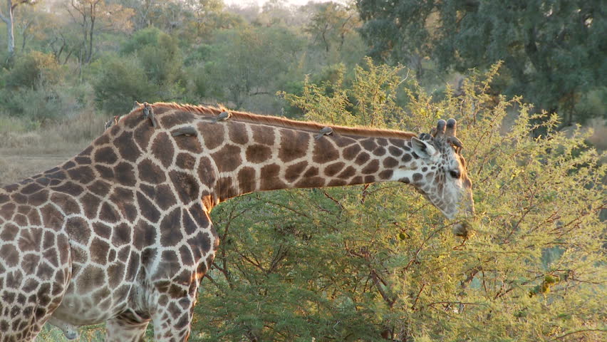 A giraffe feeds from a tree