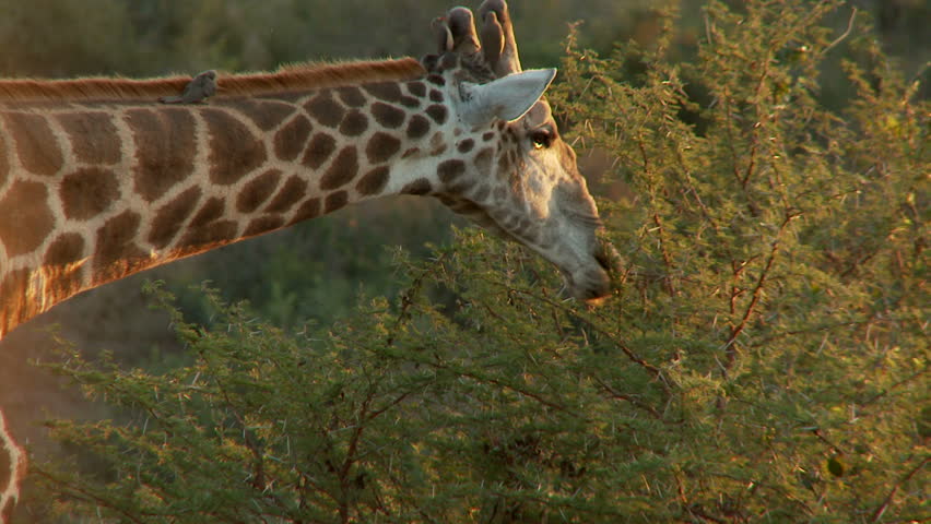 A giraffe feeds from a tree occasionally looking up before returning to feed