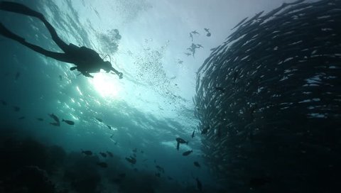 WS school of barracuda vortex silhouette with diver taking photo