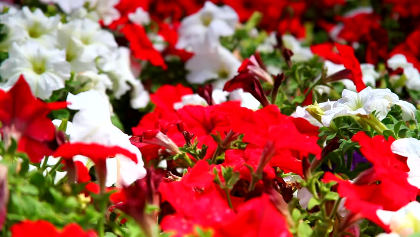 valentine day Flowers red and white