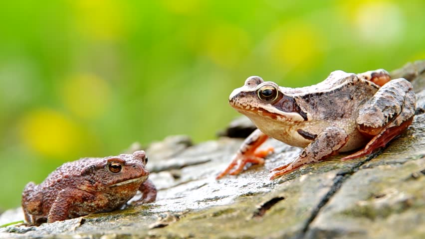 Edible Frog and Toad Frog on a wooden bark and green background
