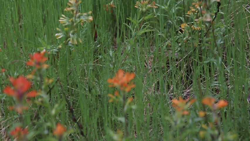 Washington orange wild flower - 2 clips